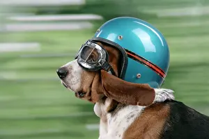 Dressed: DOG. Basset hound wearing goggles & helmet