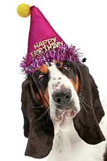 260420: Dog - Basset Hound wearing a Happy Birthday hat