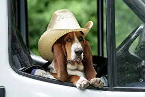 Vehicle: Dog - Basset Hound wearing hat in van