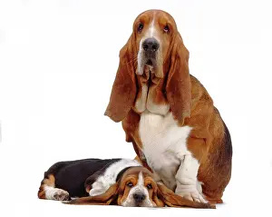 Bassett: Dog - Bassett Hound - mother and her puppy