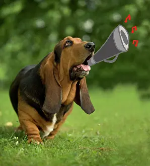 Trumpets: Dog - Bassett Hound playing trumpet