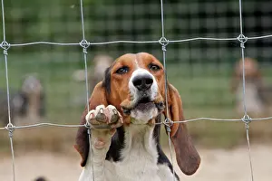 Bassett: Dog - Bassett Hound - used for hunting