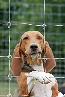Dog - Bassett Hound - used for hunting