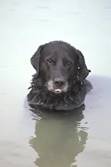 Baths: Dog bathing France