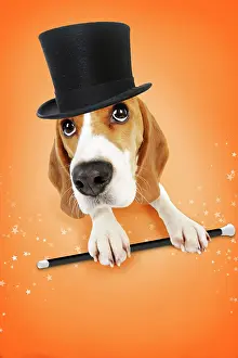 Fancy: Dog - Beagle