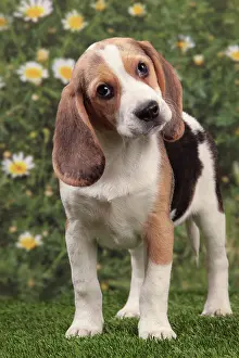 Beagles: Dog - Beagle