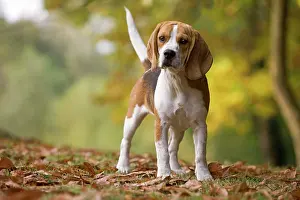 Beagles: Dog - Beagle