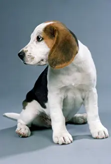 Beagles: DOG - Beagle / English Beagle, puppy