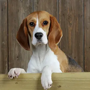 Peaking: Dog - Beagle - peaking over gate