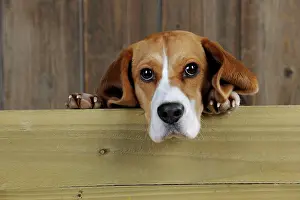 Peaking: Dog - Beagle - peaking over gate