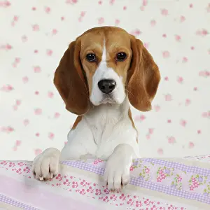 Peaking: Dog - Beagle - peaking over sofa