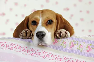 Peaking: Dog - Beagle - peaking over sofa