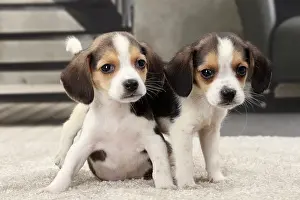 Beagles: Dog Beagle puppies