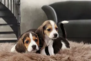 Beagles: Dog Beagle puppies