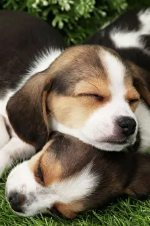 Snuggling: Dog Beagle puppies asleep