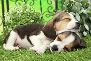 Beagles: Dog Beagle puppies asleep