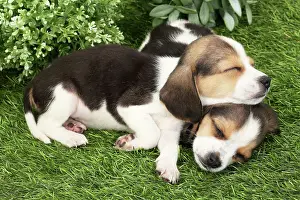 Beagles: Dog Beagle puppies asleep