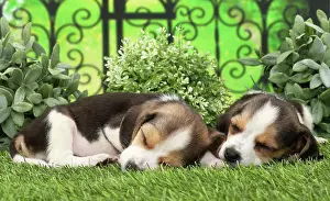 Beagles: Dog Beagle puppies asleep