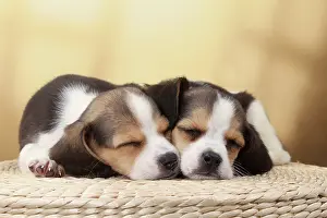 Beagles: Dog Beagle puppies asleep