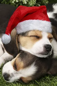 110418: Dog, Beagle puppies asleep, one wearing Christmas