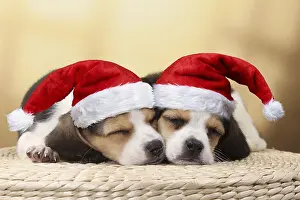 040718: Dog - Beagle puppies asleep wearing Christmas hats