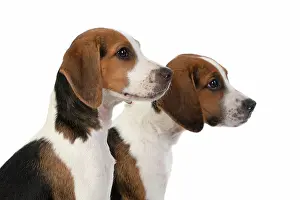 040820: DOG. Beagle puppies x2 ( 16 weeks old ), portrait