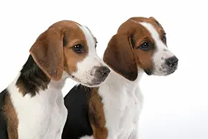 040820: DOG. Beagle puppies x2 ( 16 weeks old ), portrait