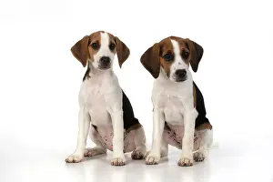 040820: DOG. Beagle puppies x2 ( 16 weeks old ), portrait