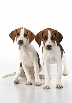 040820: DOG. Beagle puppies x2 ( 16 weeks old ), portrait