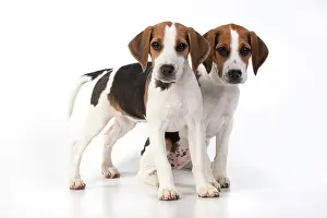 040820: DOG. Beagle puppies x2 ( 16 weeks old ), portrait