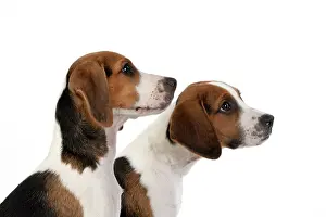 Study: DOG. Beagle puppies x2 ( 16 weeks old ), portrait