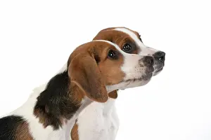 Study: DOG. Beagle puppies x2 ( 16 weeks old ), portrait