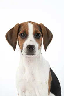 040820: DOG. Beagle puppy ( 16 weeks old ), portrait, studio