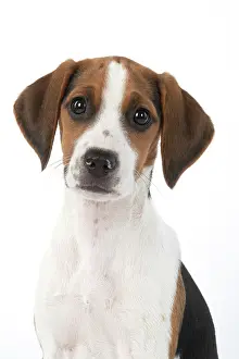 040820: DOG. Beagle puppy ( 16 weeks old ), portrait, studio