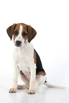 040820: DOG. Beagle puppy ( 16 weeks old ), portrait, sitting