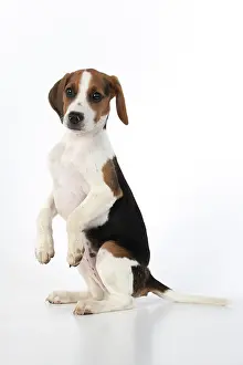 040820: DOG. Beagle puppy ( 16 weeks old ), portrait, sitting