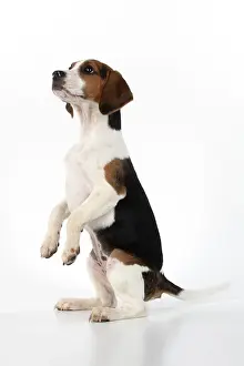 040820: DOG. Beagle puppy ( 16 weeks old ), portrait, sitting
