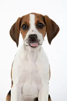 040820: DOG. Beagle puppy ( 16 weeks old ), portrait, tongue