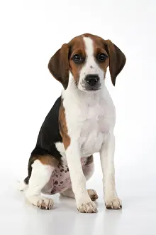 040820: DOG. Beagle puppy ( 16 weeks old ), portrait, sitting