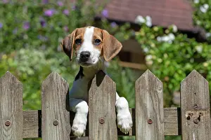 040820: DOG. Beagle puppy ( 16 weeks old ), portrait, looking