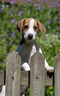 040820: DOG. Beagle puppy ( 16 weeks old ), portrait, looking