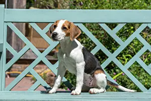 040820: DOG. Beagle puppy ( 16 weeks old ), portrait, sitting