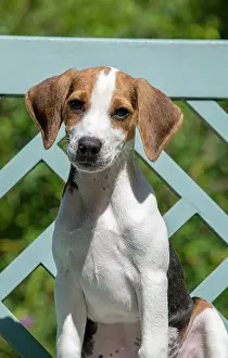 040820: DOG. Beagle puppy ( 16 weeks old ), portrait, sitting