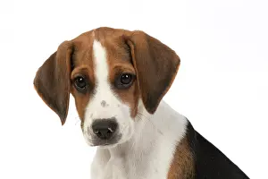 040820: DOG. Beagle puppy ( 16 weeks old ), portrait, studio