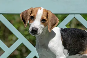 Beagles: DOG. Beagle puppy ( 16 weeks old ), portrait, sitting