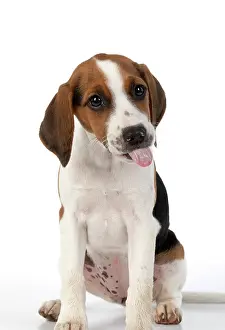 Beagles: DOG. Beagle puppy ( 16 weeks old ), portrait, tongue