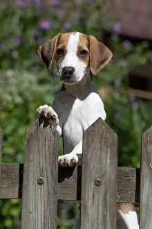 Beagles: DOG. Beagle puppy ( 16 weeks old ), portrait, looking