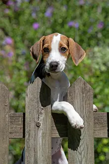 Beagles: DOG. Beagle puppy ( 16 weeks old ), portrait, looking