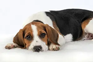 040820: DOG. Beagle puppy ( 16 weeks old ), sleepy laying