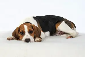 Beagles: DOG. Beagle puppy ( 16 weeks old ), sleepy laying